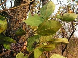 Image result for Warneckea