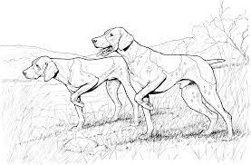 A beagle is a short dog with small ears and short legs. Dog 47 Gif 2987 1968 Dog Coloring Page Dog Coloring Animal Coloring Pages