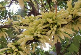 Image result for Halleria lucida