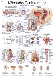 Select a human anatomy system to begin. Chart Male Genital Organs 50x70cm Size 50 X 70 Cm Anatomical Charts Erler Zimmer