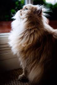 Cute Animal Tan Beige Cream Coloured Persian Cat Dja Crazy Cats Cats Kittens