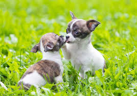 If the chihuahua parent of the puppy had short hair, it is likely to produce a combination of short hair with wisps of longer ones, or possibly the reverse. Shih Tzu Chihuahua Mix Or Shichi Entertaining Dog In A Tiny Body