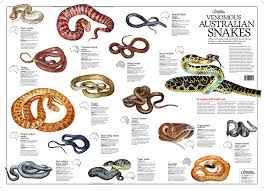 Venomous Australian Snakes Poster Flat Australian Geographic Australian Spider Snake Images Types Of Snake