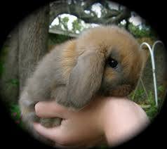 Ksl classifieds app buy and sell in just minutes install. Holland Lop Babies For Sale Dwarfs In Tampa Florida Hoobly Classifieds Dwarf Bunnies For Sale Rabbits For Sale Holland Lop Bunnies For Sale