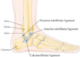 Surgery is a choice to repair a torn ligament if other treatment is not effective. Lateral Collateral Ligament Of Ankle Joint Wikipedia