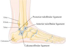 The ligament lying on the anterior surface of the leg just above the triangular ligament. Lateral Collateral Ligament Of Ankle Joint Wikipedia