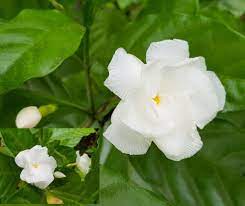 Pin On Flowers Names