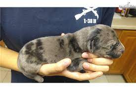 Advice from breed experts to make a safe choice. Zeus Great Dane Puppy For Sale Near Colorado Springs Colorado 6590e268 2fd1
