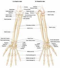 Ovid Lippincott Williams Wilkins Atlas Of Anatomy Upper Limb Anatomy Anatomy Bones Human Anatomy And Physiology