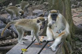 Senegal to the sudan and ethiopia and southwards to south africa Adw Chlorocebus Sabaeus Information