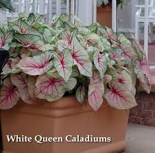 White Queen Caladiums White Queen Caladium Shade Plants
