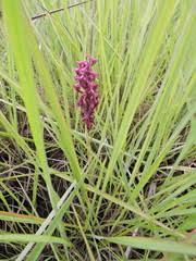 Image result for Disa hircicornis