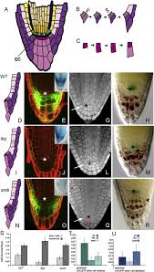 David haussler (born 1953) is an american bioinformatician known for his work leading the team that assembled the first human genome sequence in the race to complete the human genome project and subsequently for comparative genome analysis that deepens understanding the molecular function and evolution of the genome. The Nac Domain Transcription Factors Fez And Sombrero Control The Orientation Of Cell Division Plane In Arabidopsis Root Stem Cells Developmental Cell