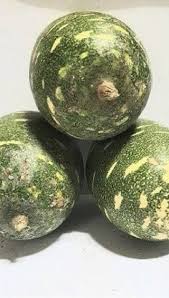 Image result for Lagenaria breviflora