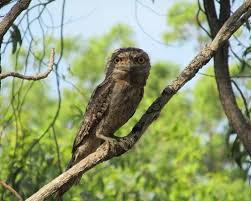 What is the habitat of the tawny frogmouth? Tawny Frogmouth Facts Diet Habitat Pictures On Animalia Bio