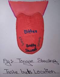 Taste buds images stock photos vectors shutterstock. Tongue Class 7 Science Lesson Nutrition In Animals