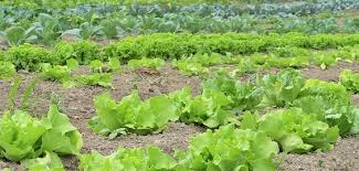 Difference Between Subsistence And Commercial Farming With