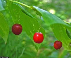 Image result for Streptopetalum