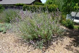 Image result for Salvia