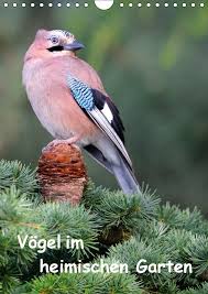 Kalender Vogel Im Heimischen Garten Funny Birds Pretty Birds Animals Wild
