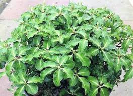 Image result for Neoholstia tenuifolia