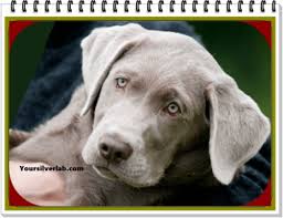 Here at d&j golden retriever puppies, we have been breeding dogs for over 15 years! Silver Lab Akc Weimaraner Labrador Retriever Puppies Open Talk 2021