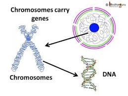 Biology Cell Nucleus Chromosome And Gene English