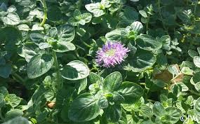 Image result for Polystachya villosa