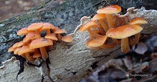 Unghie perché le spore dei funghi presenti nell'ambiente al di là del fatto che le unghie dei piedi siano sulla cute o sulle unghie stesse. Andar Per Funghi In Inverno I Funghi Invernali Funghimagazine It