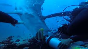 Video Diver Nearly Loses Head To Tiger Shark In Fiji
