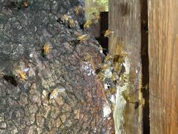 However, only one species has been. Pin On Honey Bee Killer Bee Mexican Honey Wasps And Wasp Page Www Abolishpestwildlifecontrol Com