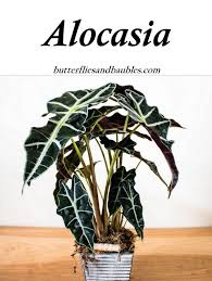 Butterfliesandbaubles Com Alocasia Plant Plants House Plant Care