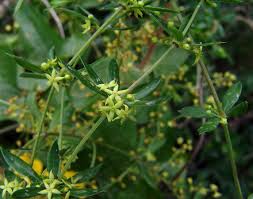 Image result for Triainolepis sancta