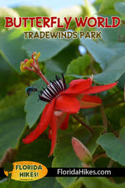 We did not find results for: Butterfly World Fort Lauderdale Florida Hikes