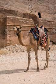 'let's talk post pregnancy body. A Camel Used For Transportation Petra Jordan Stock Photo Picture And Royalty Free Image Image 66521969