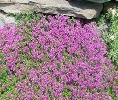 Check out all bestselling seeds & garden tools paintings for affordable prices. Amazon Com Thyme Creeping Thyme Great Garden Herb 3 000 Seeds Flowering Plants Garden Outdoor