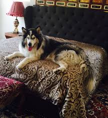 Look at pictures of alaskan malamute puppies who need a home. Giant Alaskan Malamute For Sale California Pets Lovers