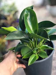 Sold Philodendron Apple Congo S 14 I Little Green Things Facebook