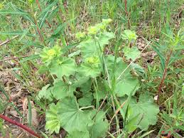 Image result for Alchemilla johnstonii