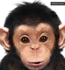 Nursery Prints, Chimpanzee PRINTABLE Art, Monkey, Safari Animals, Nursery  Decor, Baby Animals, the Crown Prints Shop, Jenny Kun Wall Art