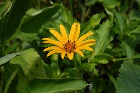 Image result for Distephanus divaricatus