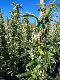 Image result for Hardenbergia