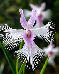 Image result for Habenaria leucotricha
