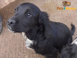 Low to high price litter of cocker spaniel puppies for sale 2 black and 2 chocolate, all boys 7 weeks old, very playful and patterdale cross cocker spaniel male for sale all black with white chest only two years old he. Working Cocker Spaniel Pups For Sale North Yorkshire Online