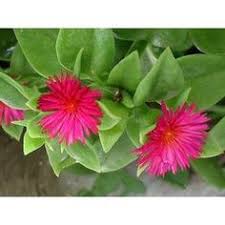 Check spelling or type a new query. 13 Best Indigenous Plant Material Images African Plants Plants Planting Flowers