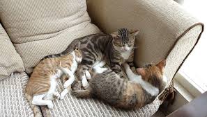 However, the underlying cause of vomiting might lead them to feel anxious and scared, so. White Foam In Cat S Vomit Causes And Treatments Cat Throwing Up Cat Has Fleas Why Do Cats Purr