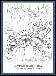 Apple blossoms have pink and white petals and green leaves. Arkansas State Flower Apple Blossom By Usa Facts For Kids