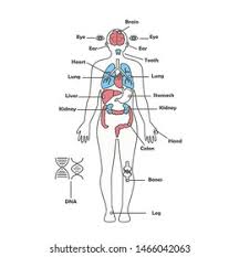 Hand painted and meticulously assembled to simulate human anatomy. Male Human Anatomy Diagram Male Body Stock Illustration 1466042063