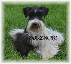 Black And White Schnauzer For Sale Schnauzer Puppy Colors Schnauzer Schnauzer Grooming Miniature Schnauzer