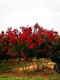 Put the plant in the hole deep as the nursery container, but twice as wide. Dynamite Crape Myrtle For Sale Online The Tree Center